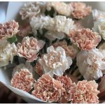 Букет из 21 кремового диантуса &laquo;Крем-брюле&raquo;