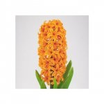 Гиацинт &laquo;Оранжевый&raquo;