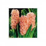 Гиацинт &laquo;Оранжевый&raquo;