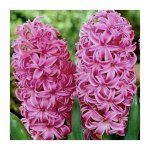 Гиацинт &laquo;Розовый&raquo;