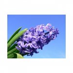 Гиацинт &laquo;Сиреневый&raquo;