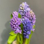 Гиацинт &laquo;Сиреневый&raquo;