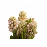 Гиацинт &laquo;Кремовый&raquo;