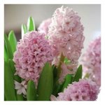 Гиацинт &laquo;Кремовый&raquo;