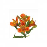 Альстромерия &laquo;Оранжевая&raquo;