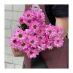 Хризантема кустовая &laquo;Лайт пинк&raquo;