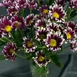 Хризантема кустовая &laquo;Саба чери&raquo;