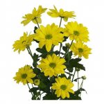 Хризантема кустовая &laquo;Жёлтая селебрейт&raquo;