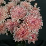 Хризантема кустовая &laquo;Алтай Розовый&raquo;