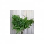 Зелень &laquo;Папоротник&raquo;