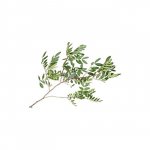 Зелень &laquo;Фисташка&raquo;