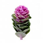 Зелень &laquo;Брасика&raquo;