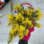 Зелень &laquo;Мимоза&raquo;