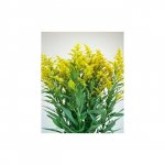 Зелень &laquo;Мимоза&raquo;