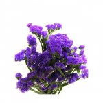 Зелень &laquo;Статица сиреневая&raquo;