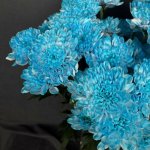 Хризантема кустовая &laquo;Синяя&raquo;