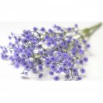 Гипсофила &laquo;Сиреневая&raquo;