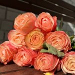 Роза &laquo;Кхала&raquo;