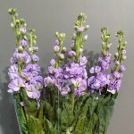 Маттиола &laquo;Лавандовая&raquo;