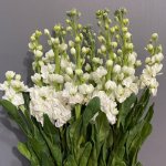 Маттиола &laquo;Белая&raquo;