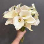 Каллы &laquo;Белые&raquo;