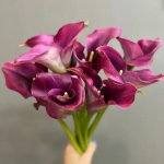 Каллы &laquo;Бордовые&raquo;