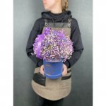 Цветы в коробке &laquo;Туман&raquo;