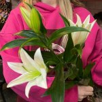 Лилия &laquo;Белоснежка&raquo;