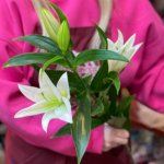 Лилия &laquo;Белоснежка&raquo;