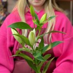 Лилия &laquo;Закрытая&raquo;&lrm;