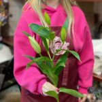 Лилия &laquo;Закрытая&raquo;&lrm;