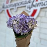 Гортензия &laquo;Нежно - фиолетовая &raquo;