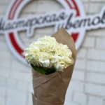 Гортензия  &laquo;Кремовая&raquo;