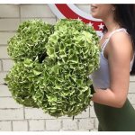 Гортензия  &laquo;Зеленая&raquo;