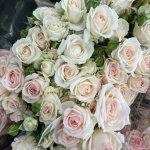 Кустовая роза &laquo;Нежная&raquo;