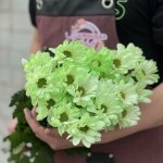 Хризантема кустовая &laquo;Фисташковая&raquo;