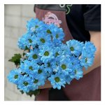 Хризантема кустовая &laquo;Голубая&raquo;