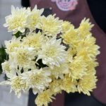 Хризантема кустовая &laquo;Лимонная&raquo;