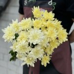 Хризантема кустовая &laquo;Лимонная&raquo;