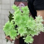Хризантема кустовая &laquo;Зеленая&raquo;