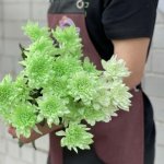 Хризантема кустовая &laquo;Зеленая&raquo;