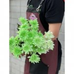 Хризантема кустовая &laquo;Зеленая&raquo;