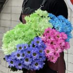 Хризантема кустовая &laquo;Микс&raquo;