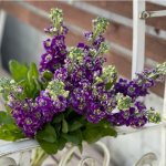 Маттиола &laquo;Фиолетовая&raquo;