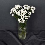 Сантини &laquo;Белая&raquo;