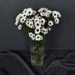 Сантини &laquo;Белая&raquo;