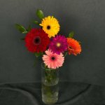 Гербера &laquo;Микс&raquo;