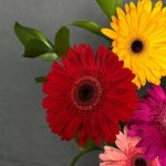 Гербера &laquo;Микс&raquo;
