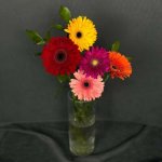 Гербера &laquo;Микс&raquo;