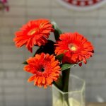 Гербера &laquo;Оранжевая&raquo;